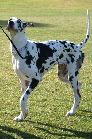 FunnyDog2