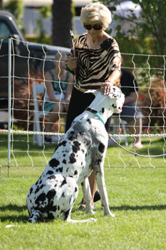 Great Dane Nationals - Obedience