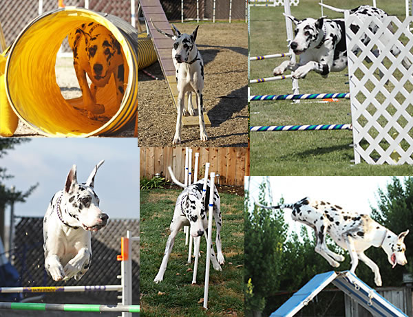 Agility
